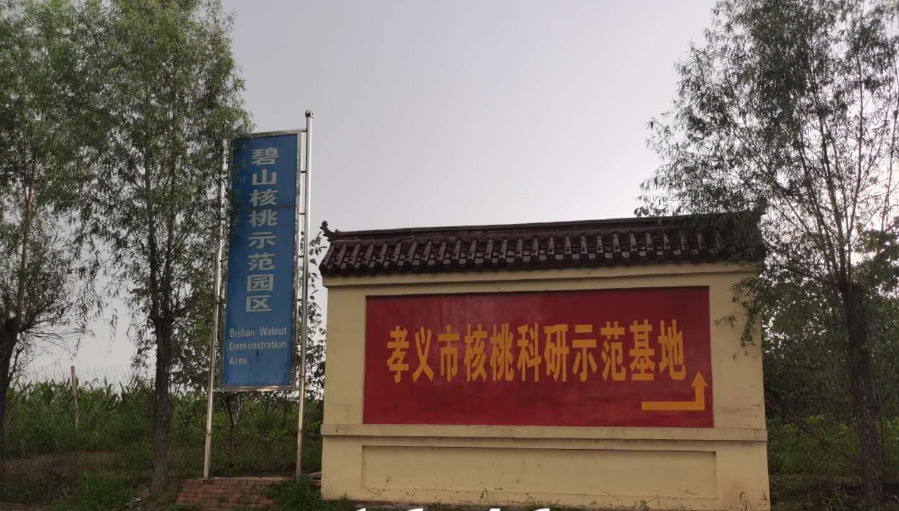 孝義農(nóng)產(chǎn)品大市場丨力爭讓孝義核桃插上翅膀，飛向全國！